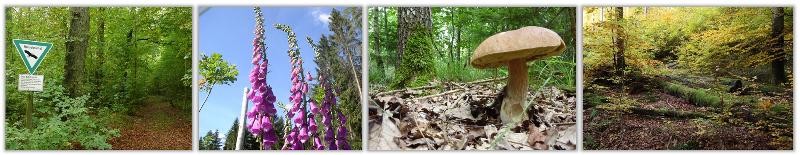 Kollage Naturschutz