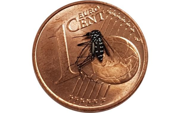 Tigermücke auf 1-Cent-Münze