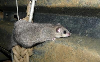 Siebenschläfer klettert am Seil