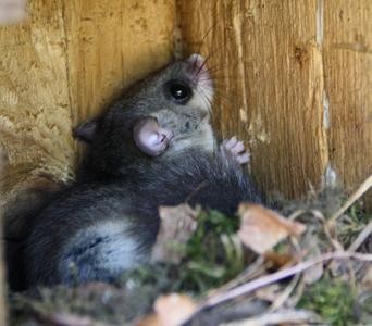 Siebenschläfer im Nistkasten