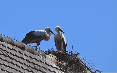 Störche auf Dach