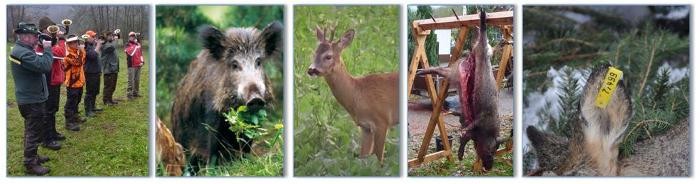 Bildercollage zu Wildtieren