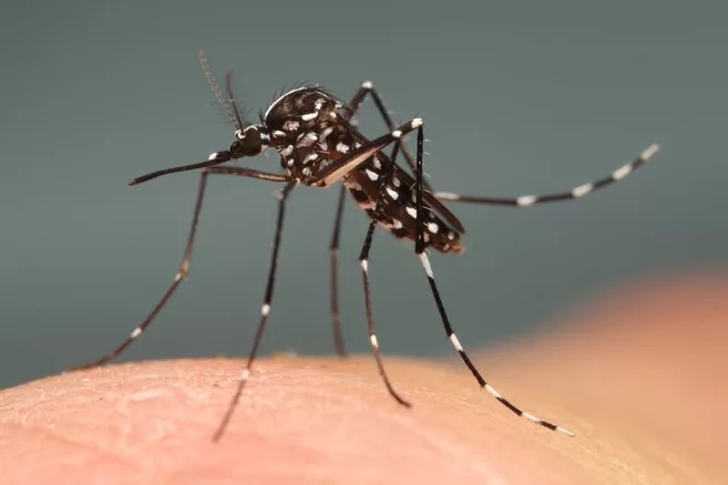 Tigermücke in Nahaufnahme