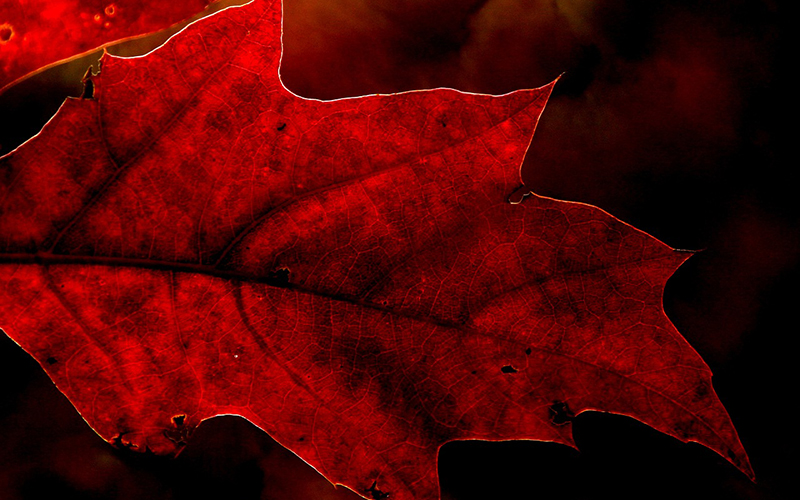 Blatt der Roteiche