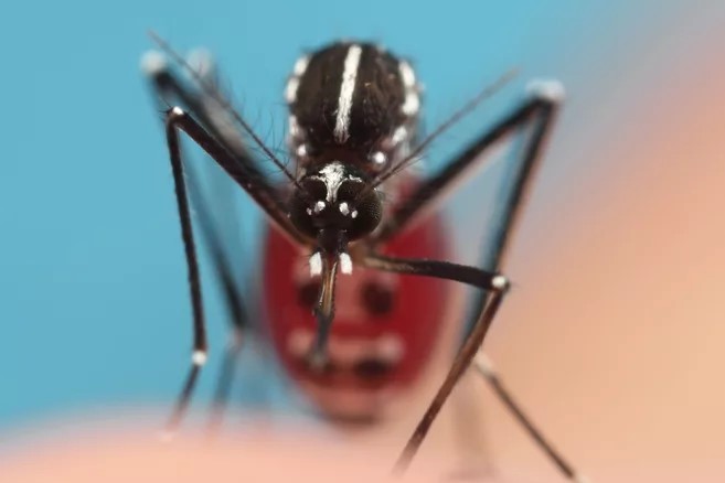 Rückenschild einer Asiatischen Tigermücke