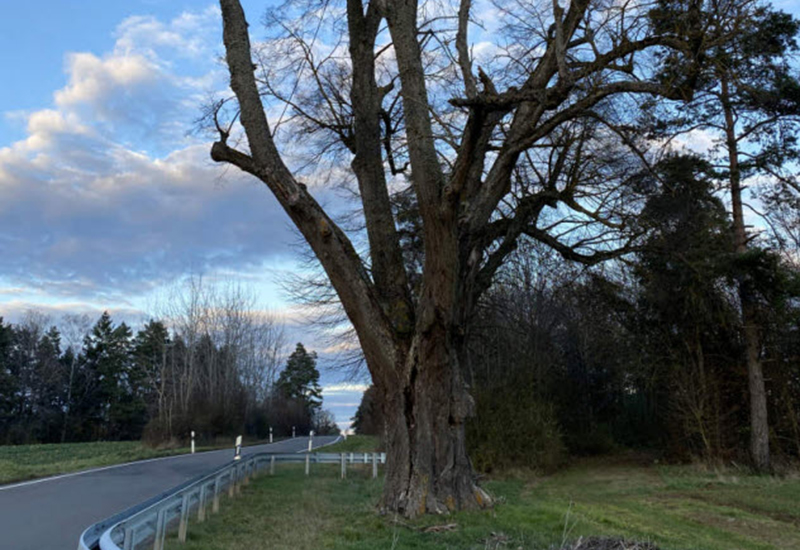 Baum an Straße Baum an Straße
