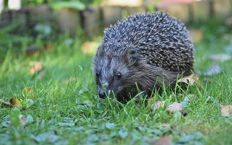 Igel im Garten
