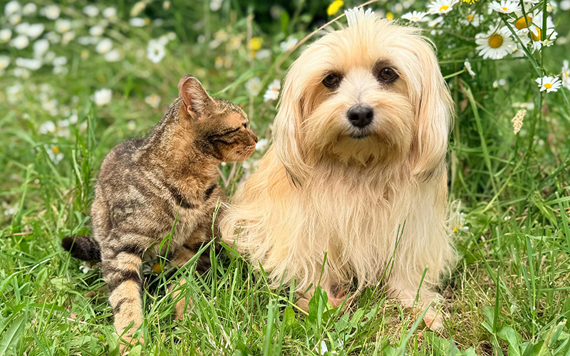 Katze und Hund auf Wiese