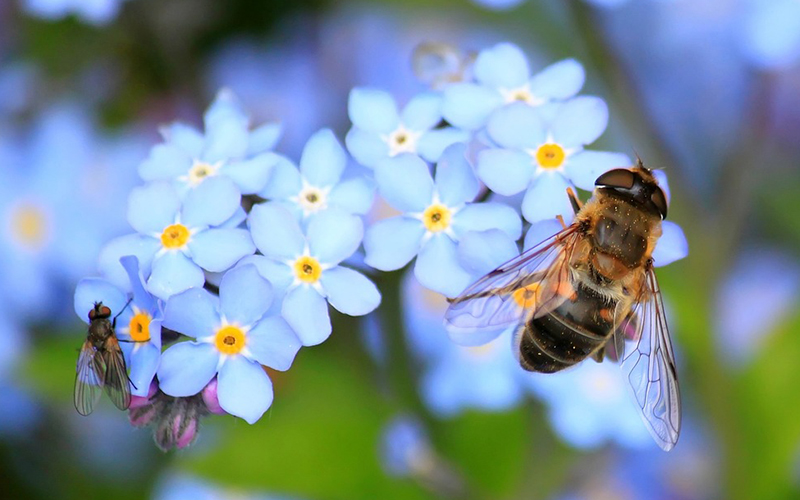 Biene und Fliege auf einer Blume