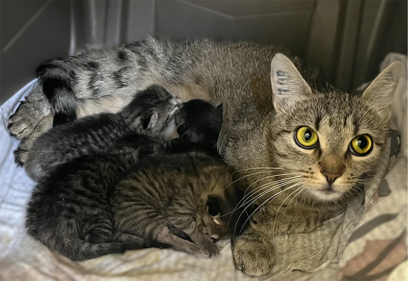 Katze mit Kitten