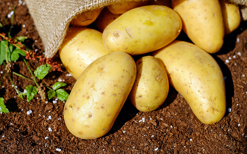Kartoffeln im Sack