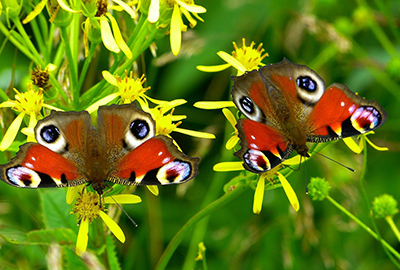 Schmetterlinge