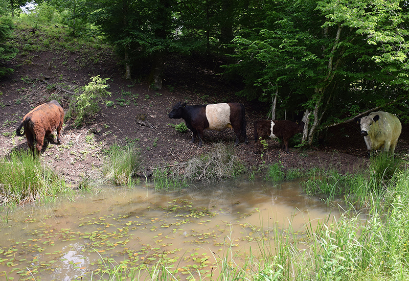 Kühe im Wald