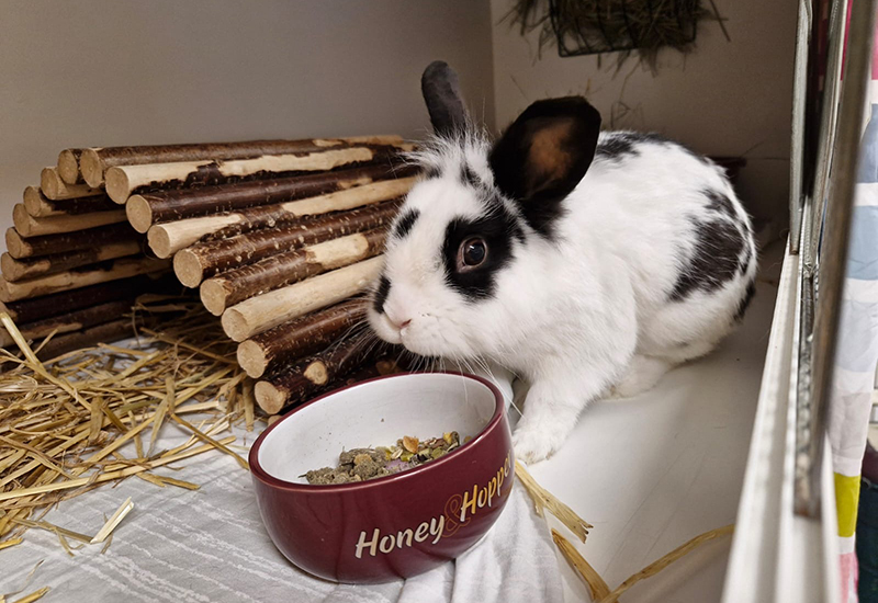 Hase im Stall