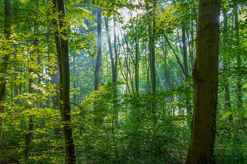 Bäume im Wald