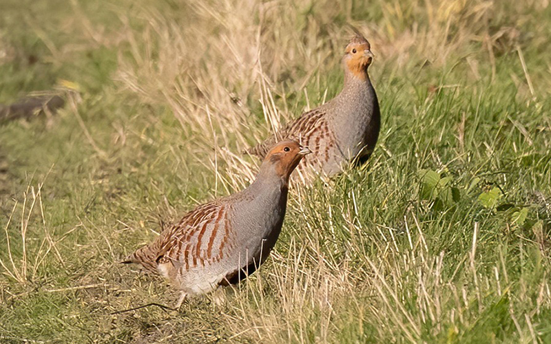 Rebhühner auf Wiese