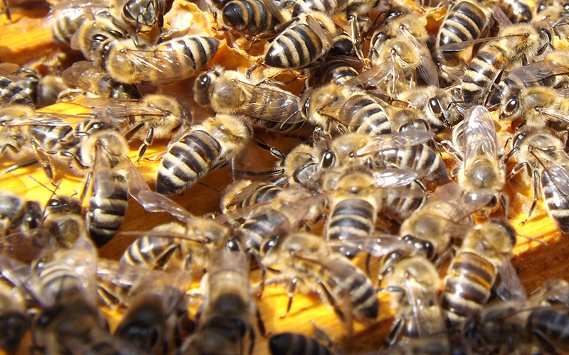 Bienen auf Wabe