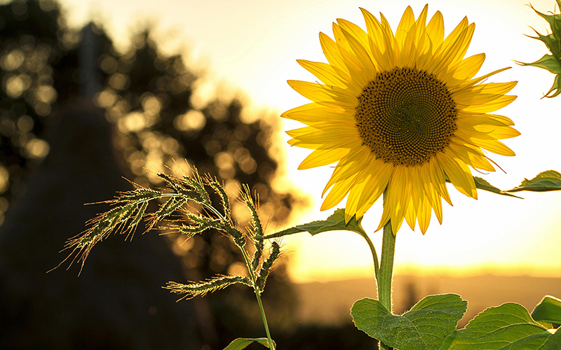 Sonnenblume