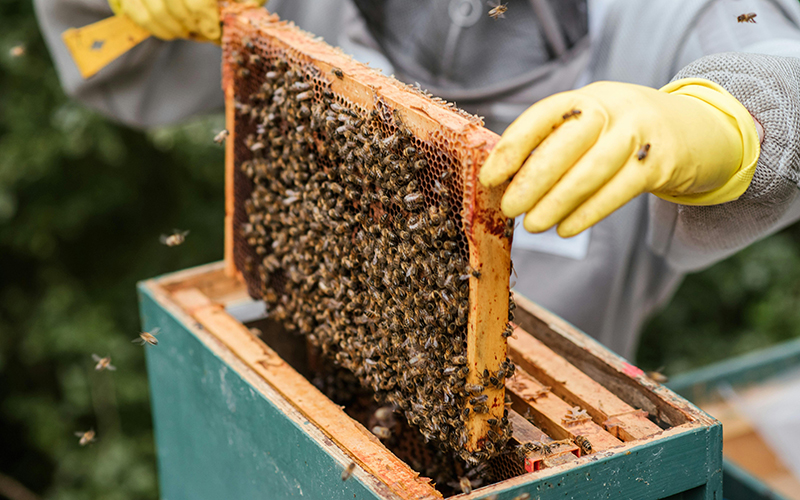 Imker mit Bienen
