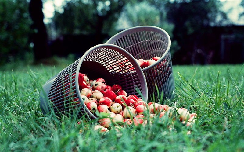 Äpfel in Korb auf Wiese