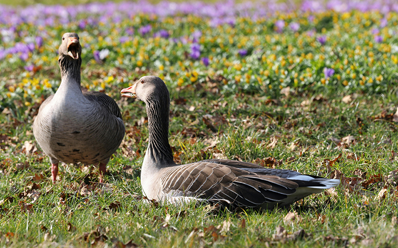 Graugänse auf Wiese