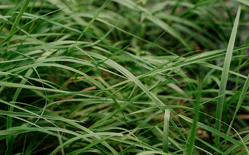 Hohes Gras