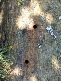 Löcher im Baum