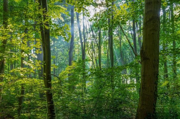 Laubbäume im Wald