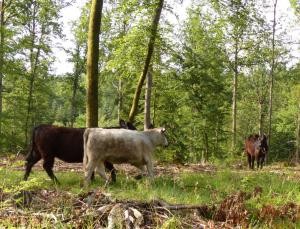 zwei Rinder im Wald