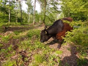 Rind grast im Wald
