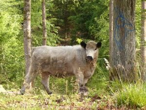 Rind im Wald