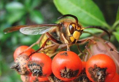 Hornisse auf Beeren