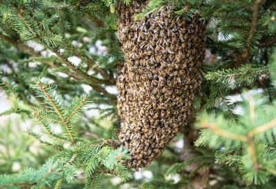 Bienenschwarm
