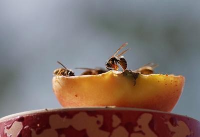 Wespen auf Obst