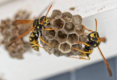 Nest Feldwespen