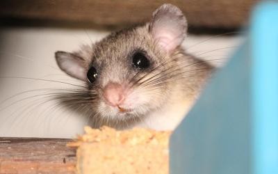 Neugieriger Siebenschläfer