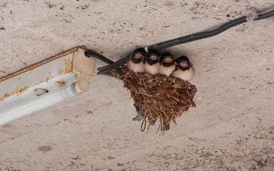 Schwalben im Nest