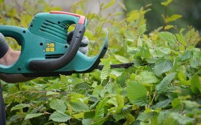 Heckenschere im Einsatz