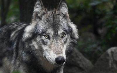 Nahaufnahme Wolf