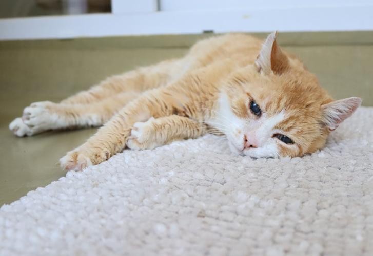 Katze auf dem Boden liegend