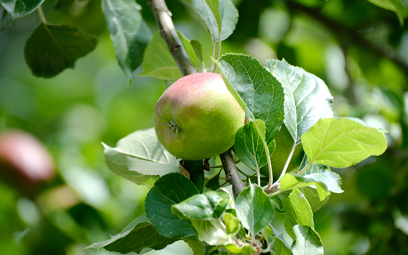 Apfelbaum