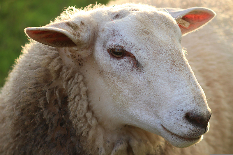 Nahaufnahme Schaf
