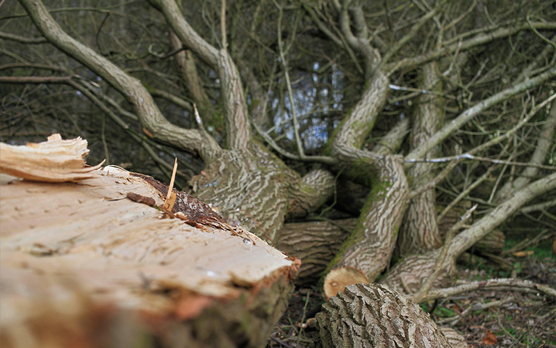 Gefälltes Holz