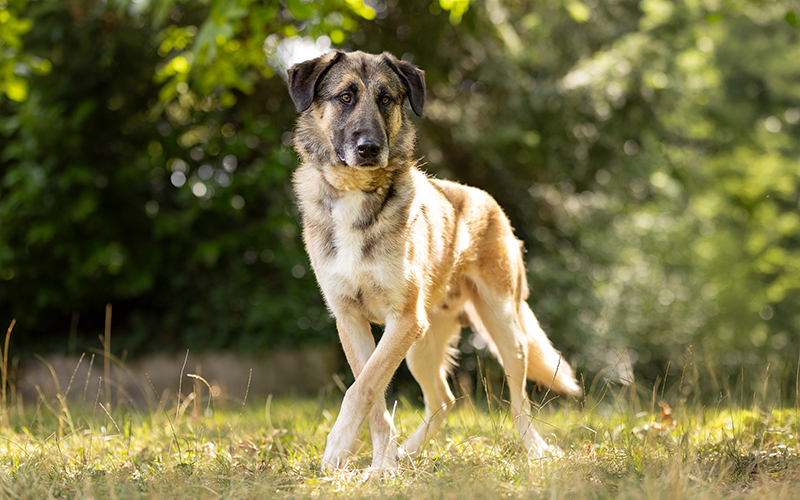 Hund