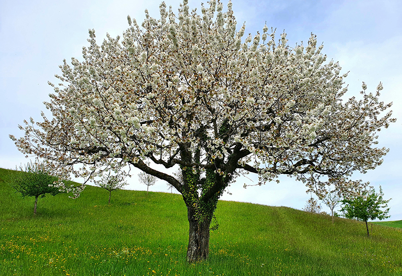 Obstbaum auf Wiese