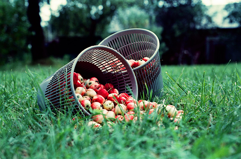 Äpfel in Körben