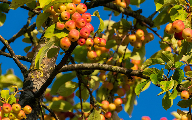 Äpfel am Baum
