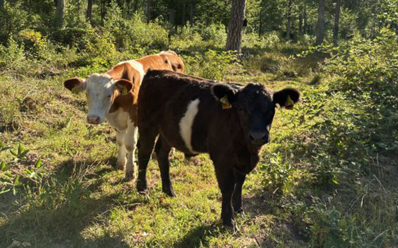 Kälber im Wald