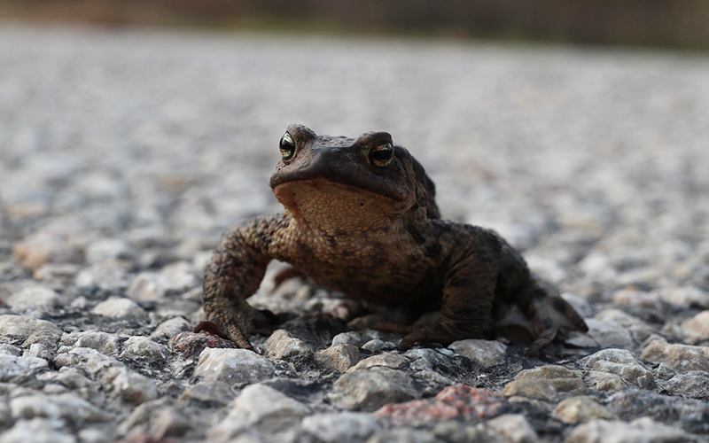 Frosch auf der Straße