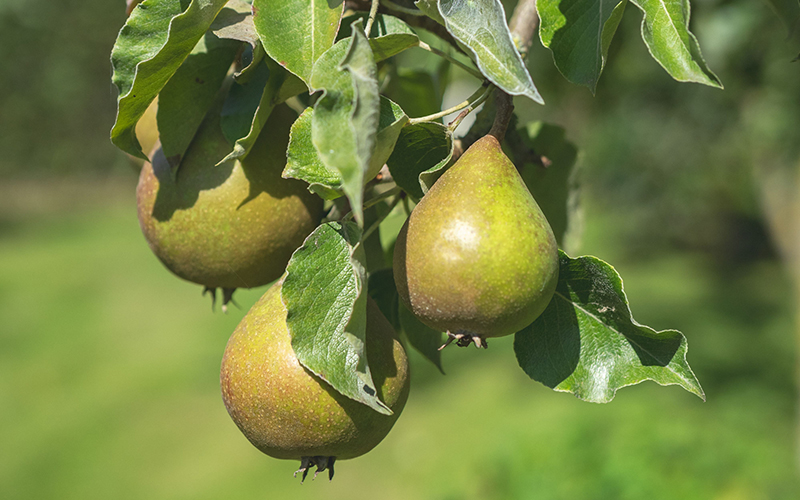 Birnen am Baum